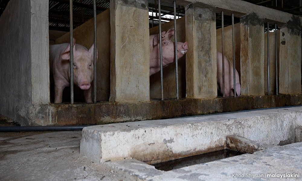 'Ladang babi dipindah ke tempat makhluk lain tak sanggup tinggal'
