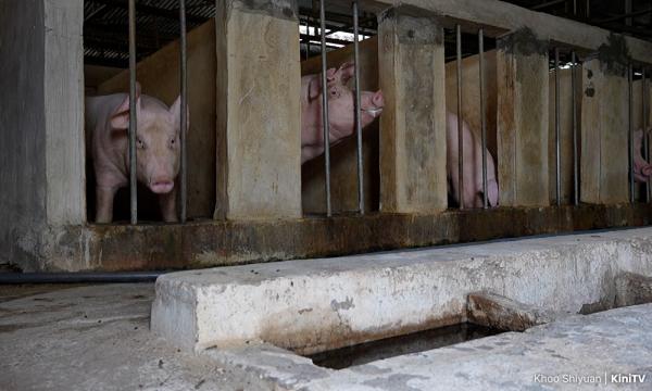 NGO urges govt to address pig farming industry transformation KLSCAH cautions against blanket reversal of policies without comprehensive evaluation. 57 m ago ⋅ 1