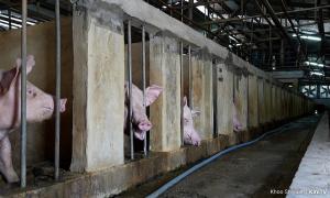 COMMENT | The politics of smelly animals