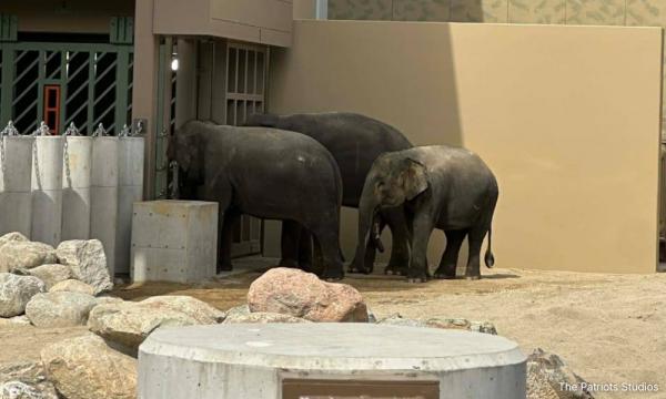Minister backs public call for Japan zoo to return 3 Malaysian elephants