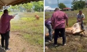 Perlis MB defends shooting 'aggressive' cow during Aidiladha, cops launch probe