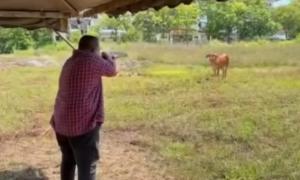 SNAPSHOT | Group pans Perlis MB's 'horrific' shooting of cow; govt to ensure equitable benefits for East M'sia