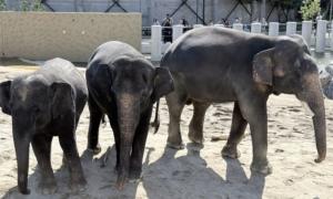 Amid criticism, Japanese zoo shares M'sian elephants' latest 'happy' photos