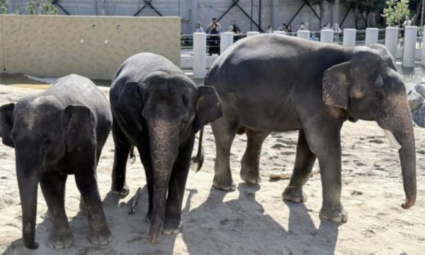 Amid criticism, Japanese zoo shares M'sian elephants' latest 'happy' photos