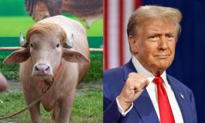 Dhaka intervenes, 'Donald Trump' saved from Aidiladha sacrifice