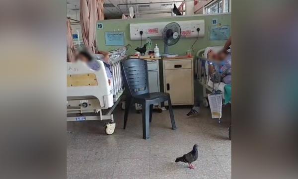 LETTER | A fowl situation in our hospitals