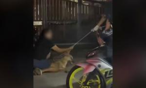 Ex-Klang MP calls for probe into 'brutal killing' of stray dog during council operation